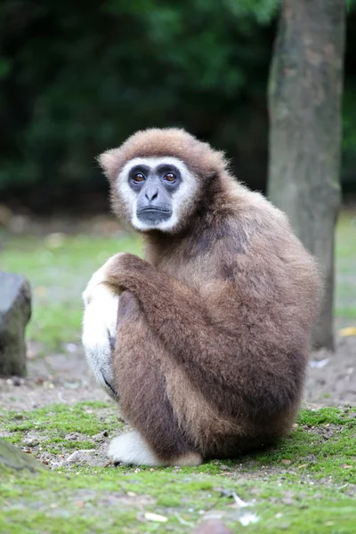 Lar Gibbon monkey — Stock Photo, Image