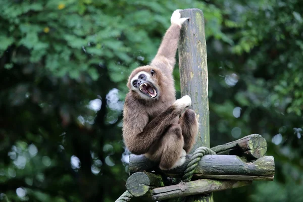Lar Gibbon monkey — Stock Photo, Image