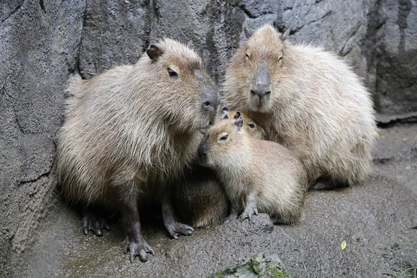Capybara family on ground — Stock Photo, Image