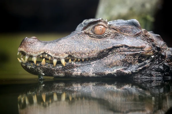 Cabeza enana de Caimán en el agua — Foto de Stock