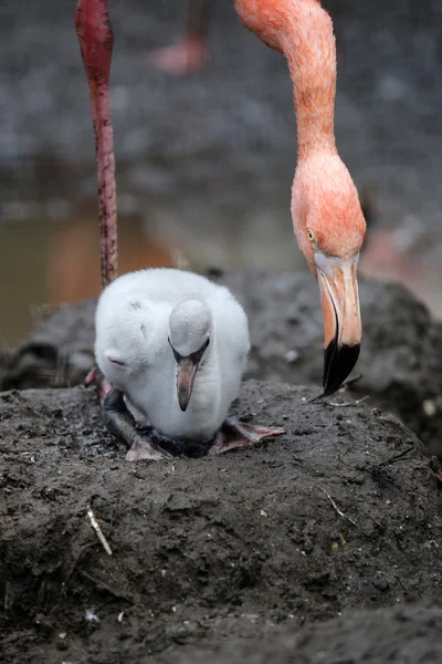 Oiseau flamant rose avec poussin — Photo