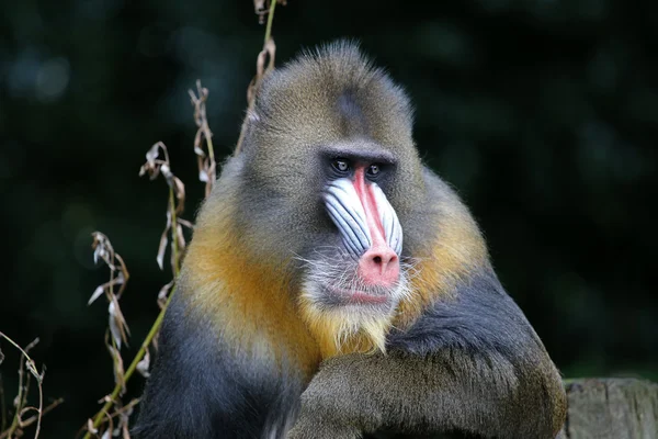 Furry Mandrill monkey — Stock Photo, Image