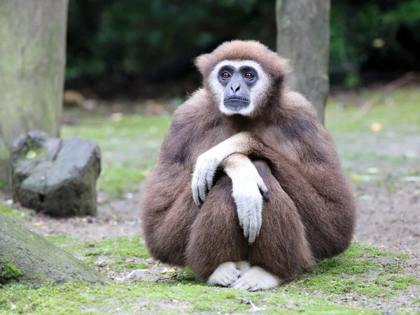 Lar Gibbon sentado en el suelo — Foto de Stock