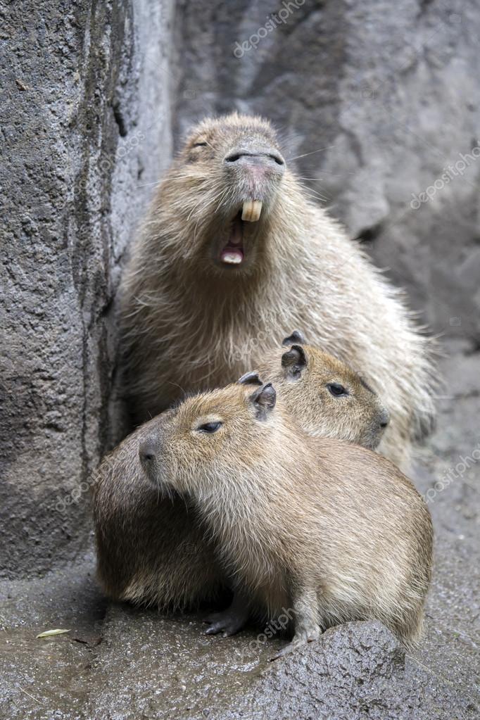 Capybara family on ground Stock Photo by ©EBFoto 91617684