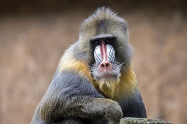 tüylü Mandrill'di maymun