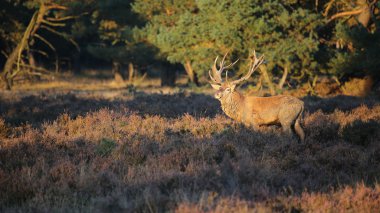 Veluwe adlı yürüyüş geyik