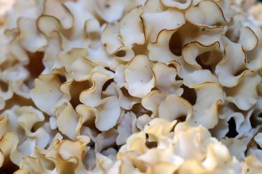 Beyaz Sünger mantar