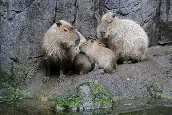 Capybara family outdoor — Stock Photo, Image