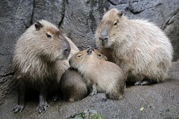 Capybara familia al aire libre — Foto de Stock