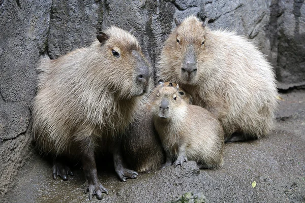 Capybara family outdoor — Stock Photo, Image