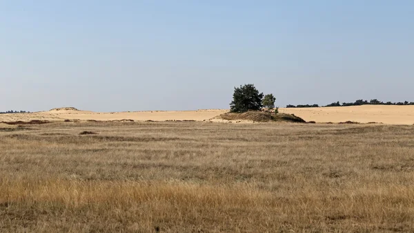 Wunderschönes Feld und Himmel — Stockfoto