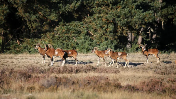 Moeflons buiten lopen — Stockfoto