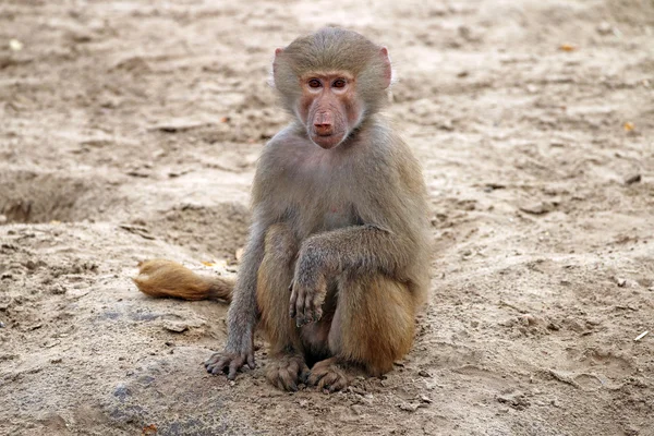 Baviaan aap zitten — Stockfoto