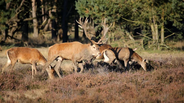 Deers walking at Veluwe — Stock Photo, Image