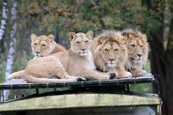 Açık havada döşeme aslanlar — Stok fotoğraf