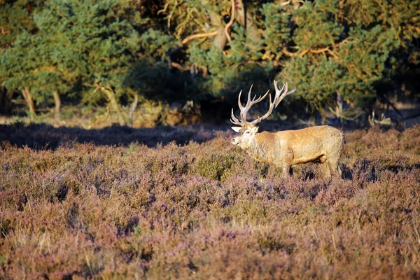 Herten lopen op de Veluwe — Stockfoto