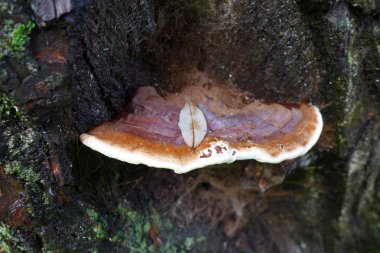 Mantar ağacı üzerinde kapat