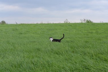 kedi alanına yürüyor