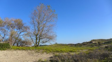 Amsterdamse waterleiding duinen