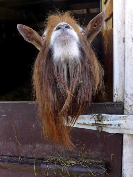 Cute goat in farm — Stock Photo, Image