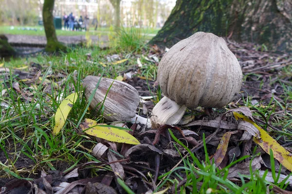 Mushrooms in a park near tree — Stock Photo, Image