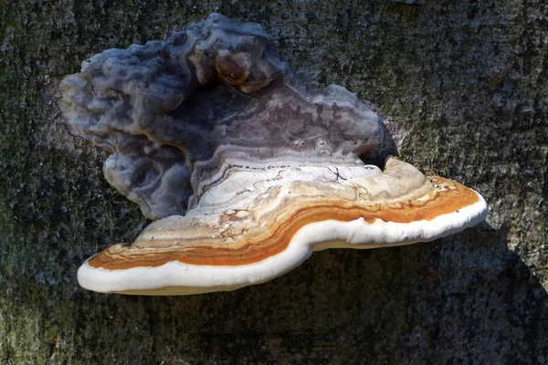 Close up of mushroom on tree — Stock Photo, Image
