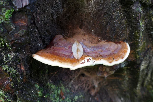 Close up of mushroom on tree — Stock Photo, Image