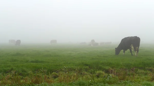 Cows on field during fog