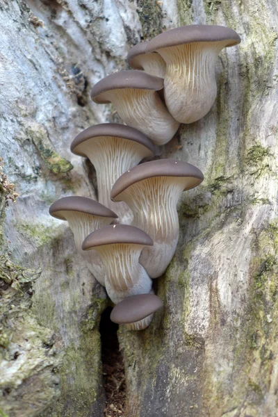 Close up of mushrooms on tree — Stock Photo, Image