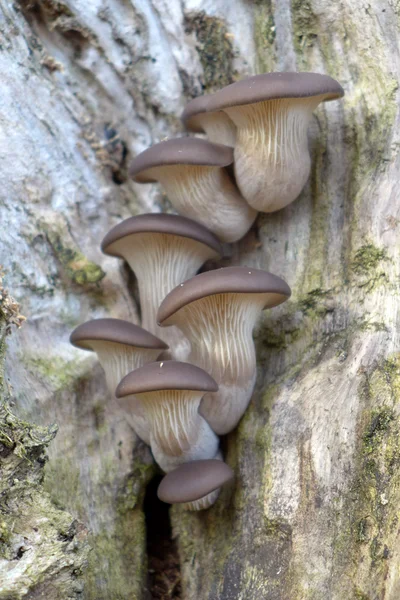 Close up van paddestoelen op boom — Stockfoto