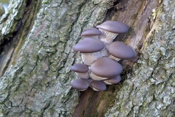 Close up van paddestoelen op boom — Stockfoto