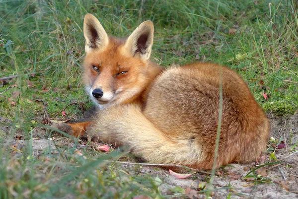Söta Fox Liggande Gräset — Stockfoto