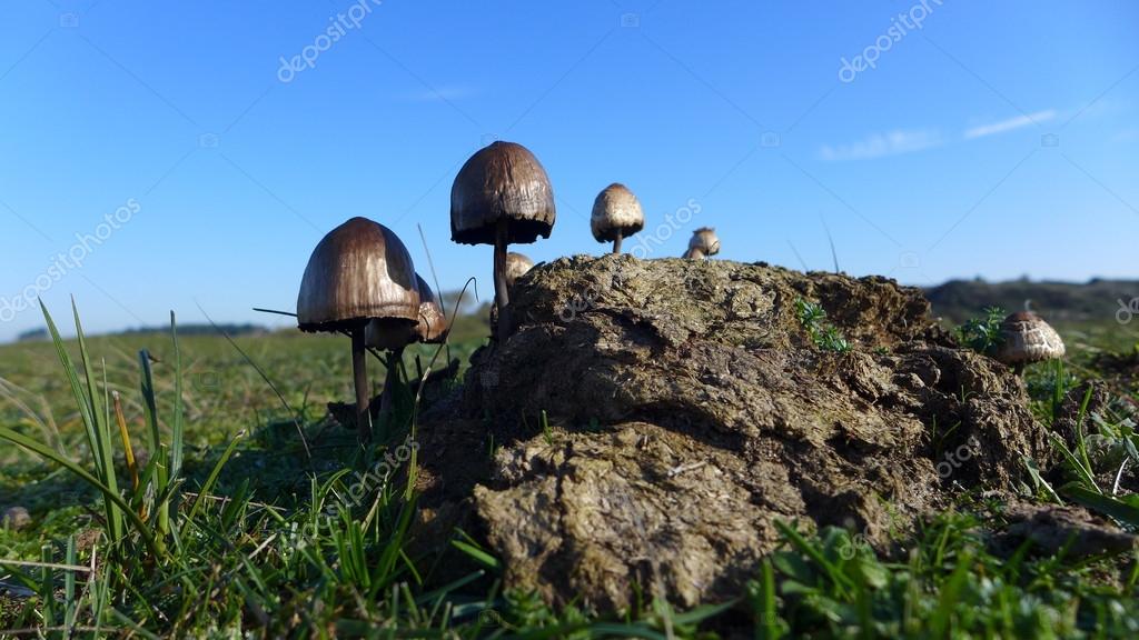 Mushrooms growing in poop Stock Photo by ©EBFoto 94988038