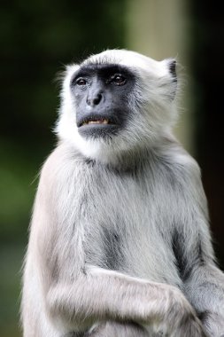 Hanuman langur maymun