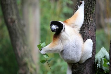 Taç sifaka ağaç üzerinde