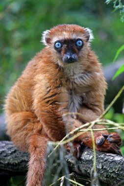 Mavi gözlü siyah lemur