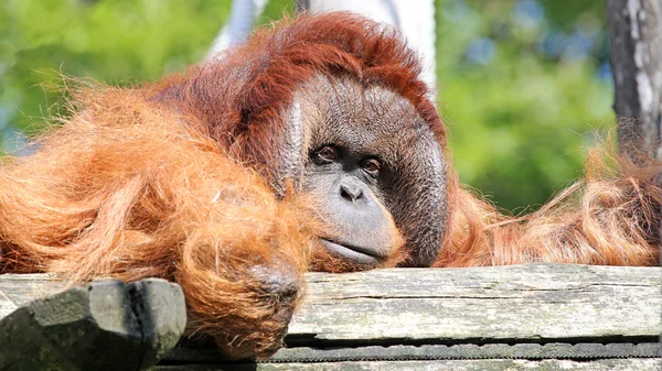 Ładny orangutan w pobliżu drzewa — Zdjęcie stockowe