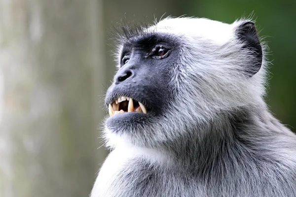 Хануман лангур мавпи — стокове фото