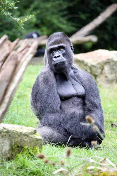 Gorila sedící na trávě — Stock fotografie