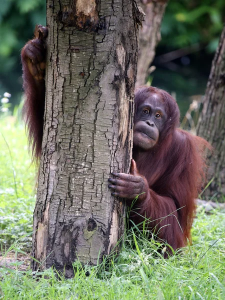 Cute orangutan near tree — Stock Photo, Image