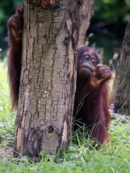 Lindo orangután cerca del árbol — Foto de Stock