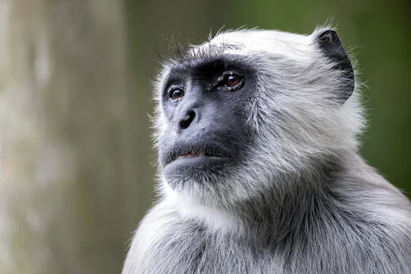 Hanuman langur aap — Stockfoto