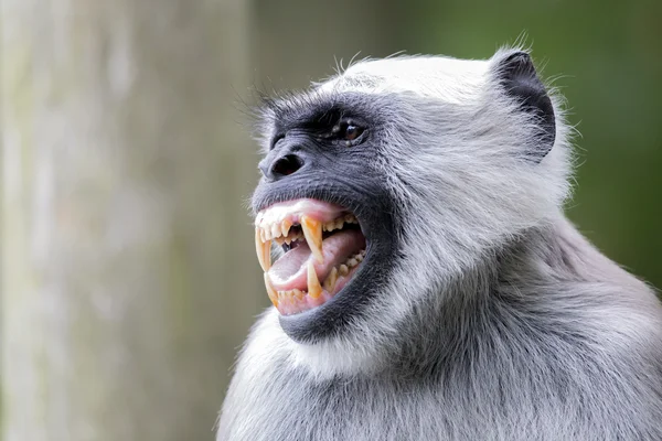 Hanuman langur aap — Stockfoto