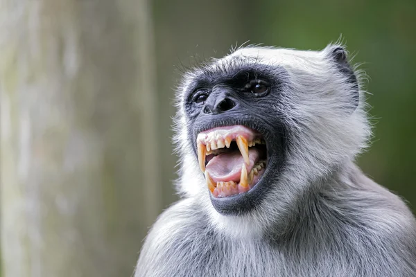 Hanuman langur monkey — Stockfoto