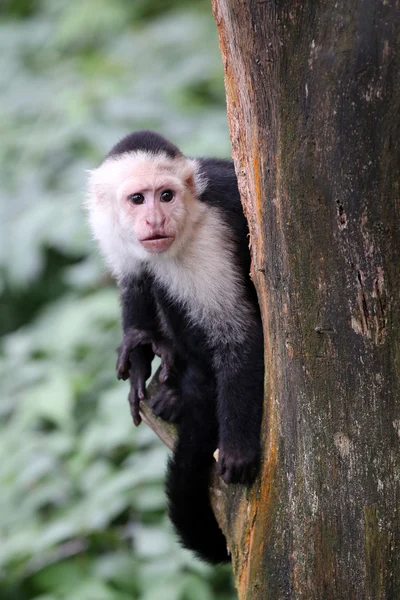 Kapucín opice na stromě — Stock fotografie