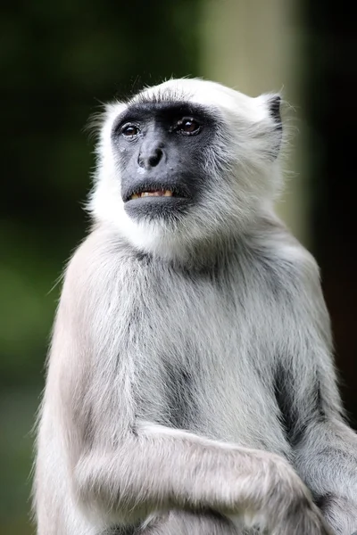 Scimmia langur Hanuman — Foto Stock