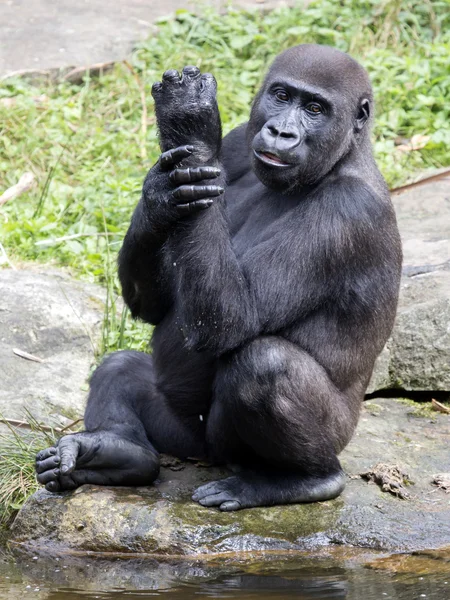 Großer Gorilla in der Nähe von Wasser — Stockfoto