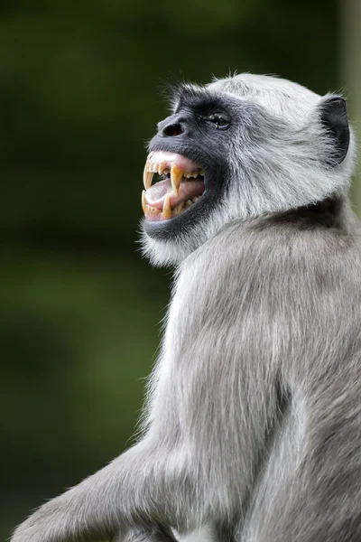 Хануманская тощая обезьяна — стоковое фото