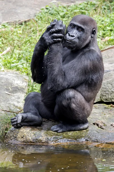 Gorilla sitting near water — Stock Photo, Image