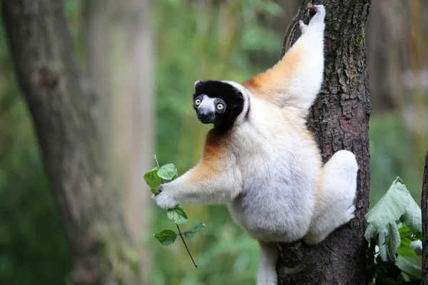 Korunovaný sifaka na stromě — Stock fotografie